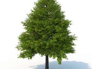 black tupelo tree no 1 3D Модель