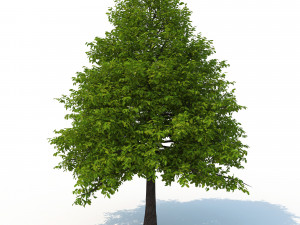 black tupelo tree no 1 3D Модель