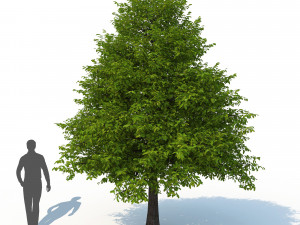 black tupelo tree no 1 3D Модель