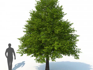 black tupelo tree no 1 3D Model