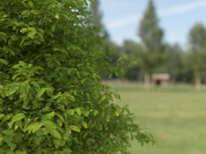 black tupelo tree no 1 3D Model