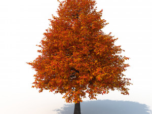 black tupelo tree no 2 Modèle 3D