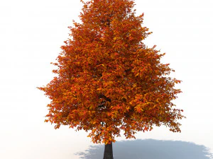 &aacute;rbol tupelo negro n&ordm; 2 Modelo 3D