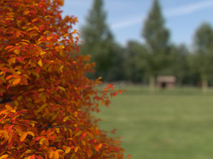 black tupelo tree no 2 Modelo 3D