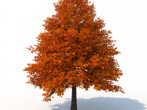 black tupelo tree no 2 Modelo 3D