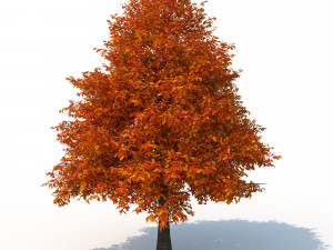 black tupelo tree no 2 Modelo 3D