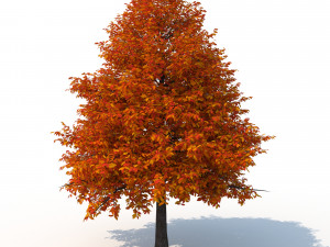 black tupelo tree no 2 Modelo 3D