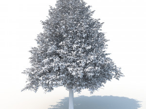black tupelo tree no 2 Modelo 3D