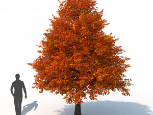 black tupelo tree no 2 Modelo 3D