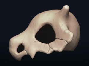cubone skull - 3d printable model 3D Print Model