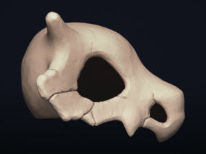 cubone skull - 3d printable model 3D 打印模型