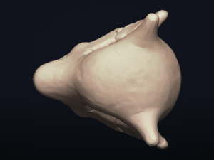 cubone skull - 3d printable model 3D 打印模型