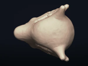 cubone skull - 3d printable model 3D Print Model
