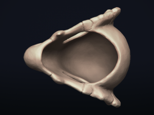 cubone skull - 3d printable model 3D 打印模型