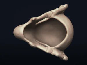 cubone skull - 3d printable model 3D Print Model