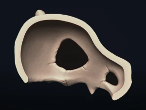 cubone skull - 3d printable model 3D Print Model