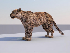 tiger 3D मॉडल