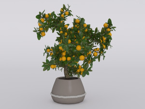 garden and houseplants Modèle 3D