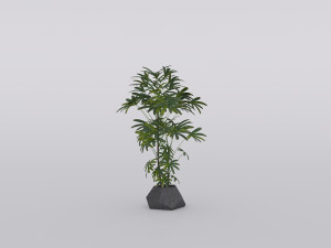 garden and houseplants Modèle 3D