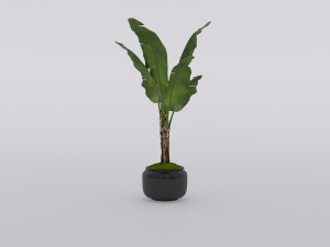 garden and houseplants Modèle 3D