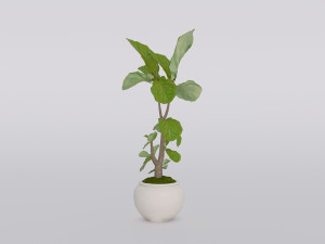 garden and houseplants Modèle 3D