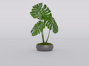 garden and houseplants Modèle 3D