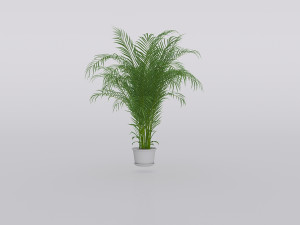 garden and houseplants Modèle 3D