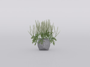 garden and houseplants Modèle 3D