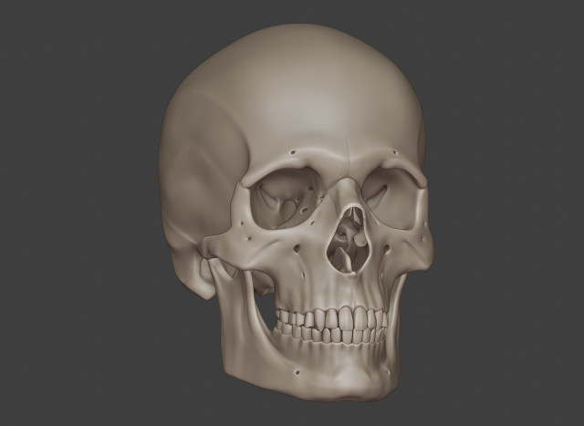 perfect shaped skull basemesh 3Dモデル .c4d .max .obj .3ds .fbx .stl .blend