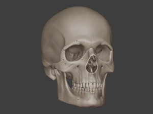 완벽한 모양의 두개골 베이스메시 3D 모델