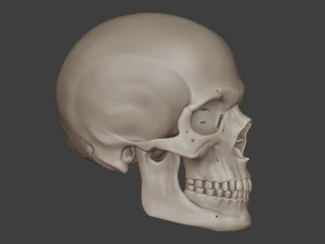 perfect shaped skull basemesh 3D Model