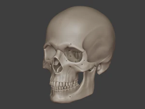 perfect shaped skull basemesh 3D Model