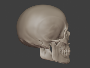 perfect shaped skull basemesh 3Dモデル