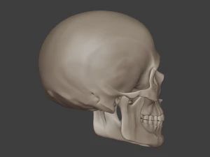 perfect shaped skull basemesh 3D Model