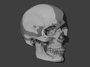 perfect shaped skull basemesh 3Dモデル