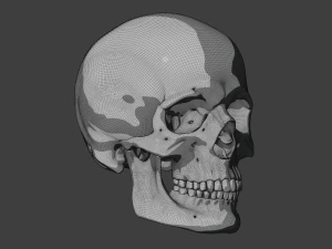 perfect shaped skull basemesh 3D Model