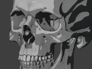 perfect shaped skull basemesh 3D Model