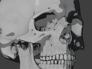 perfect shaped skull basemesh 3Dモデル
