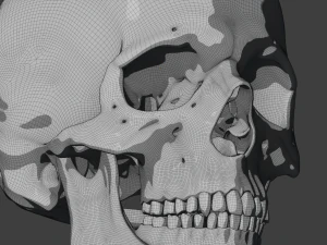 perfect shaped skull basemesh 3D Model