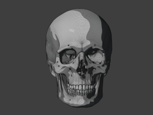perfect shaped skull basemesh 3Dモデル
