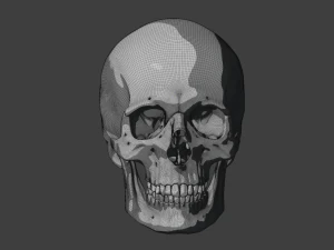 perfect shaped skull basemesh 3D Model