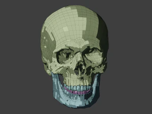 perfect shaped skull basemesh 3D Model