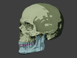 perfect shaped skull basemesh 3D Model