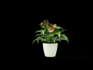 flower plant 3D मॉडल