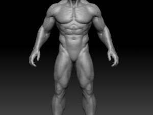 male anatomy zbrush 3D मॉडल