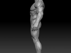 male anatomy zbrush 3D Model