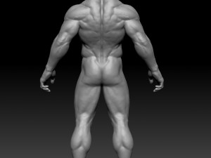male anatomy zbrush 3D Model