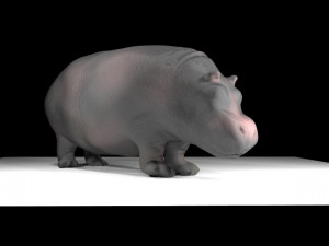 hippo 3D Model