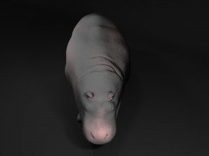 hippo 3D Model