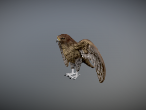 Hawk 3d printable 3D 프린트 모델